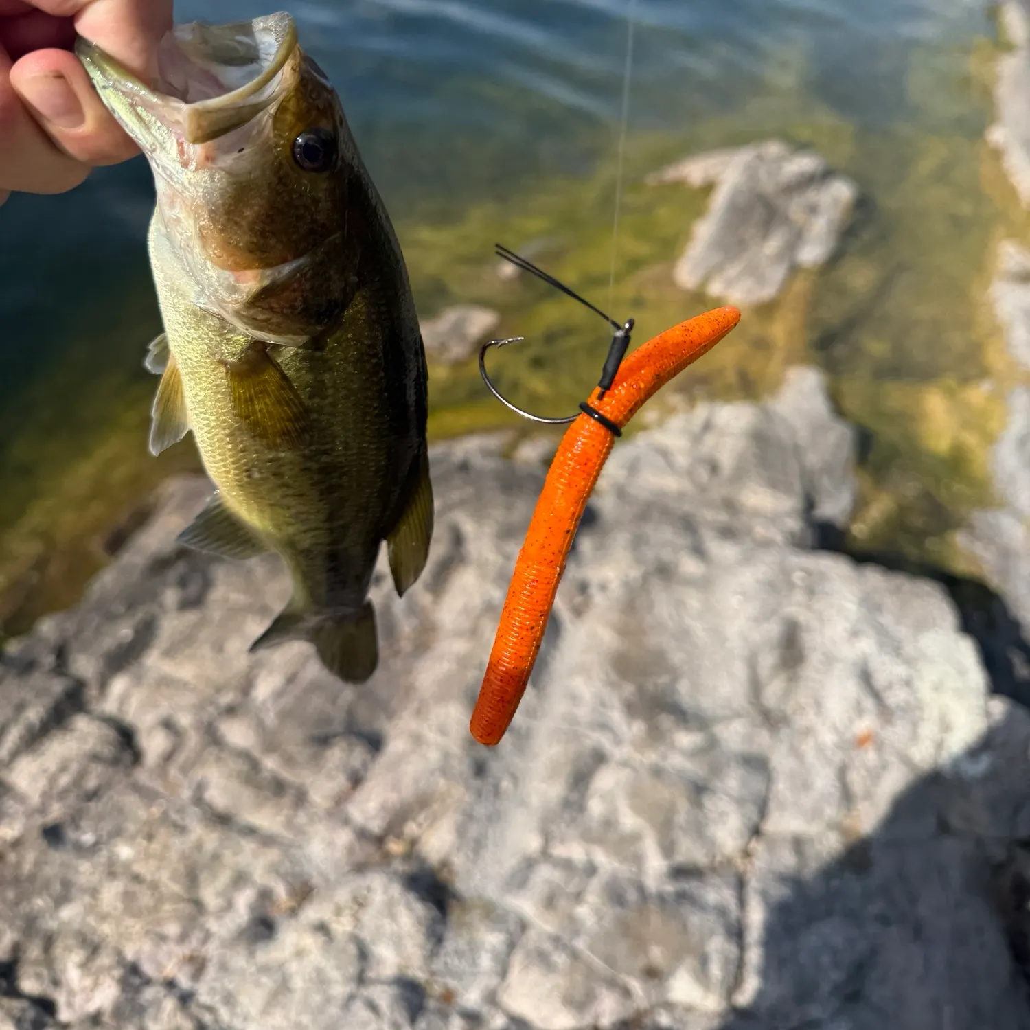 Largemouth bass caught on Fishbrain