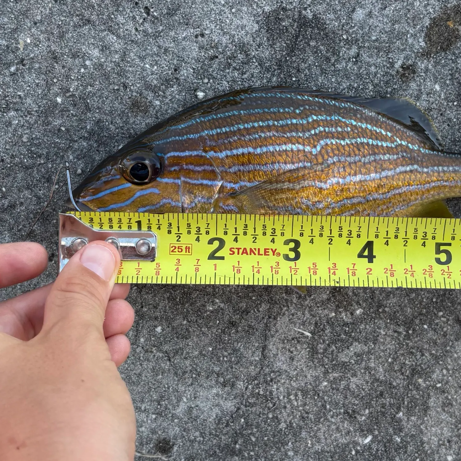 recently logged catches