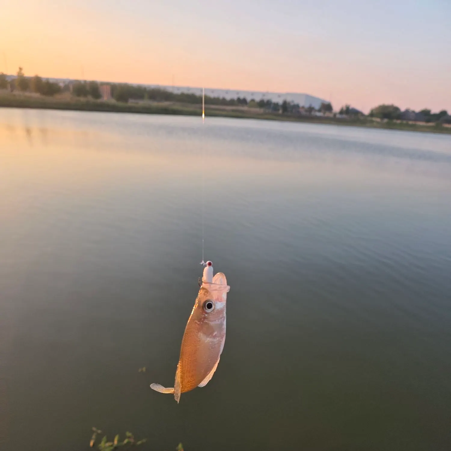 Fish caught on Fishbrain