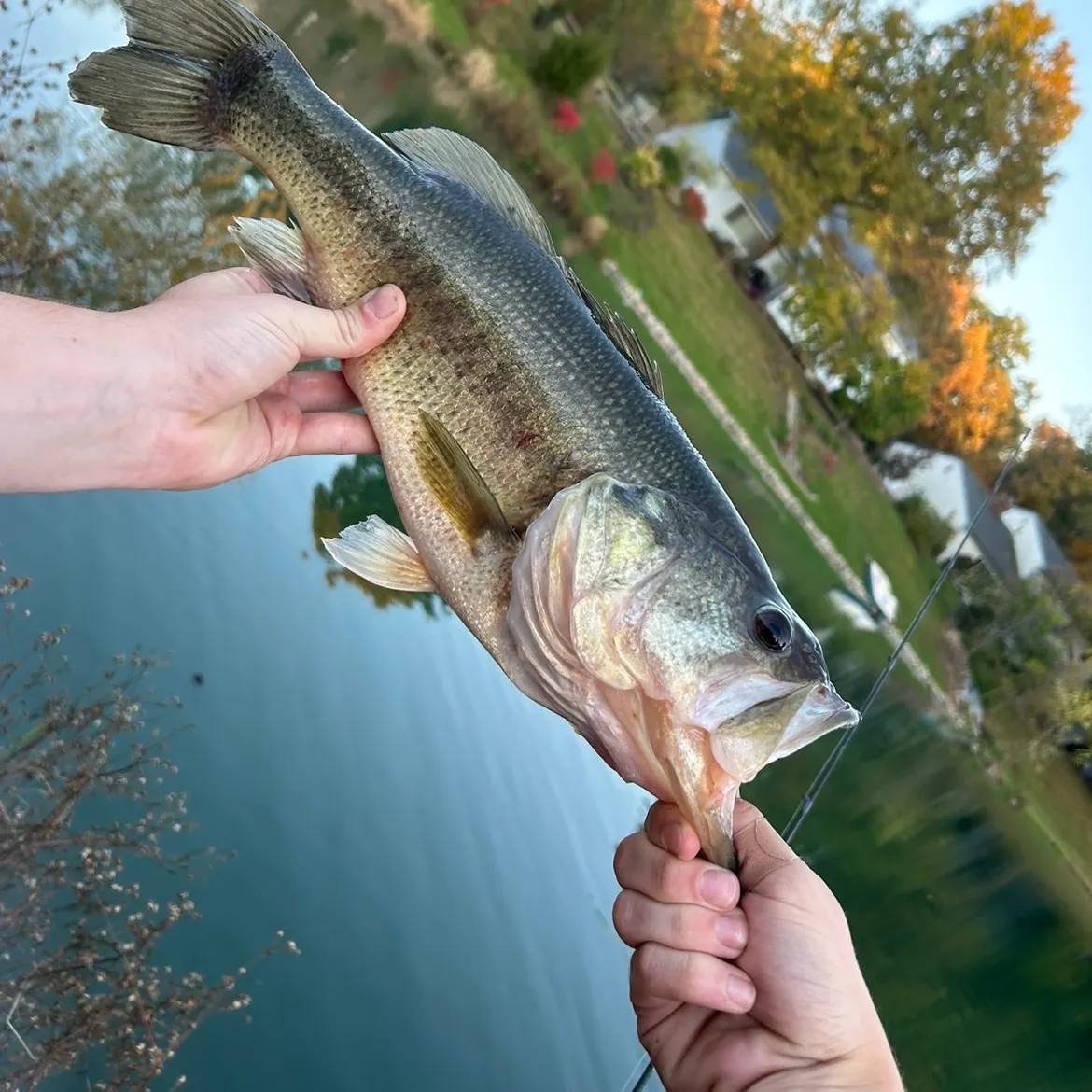 Largemouth bass caught on Fishbrain