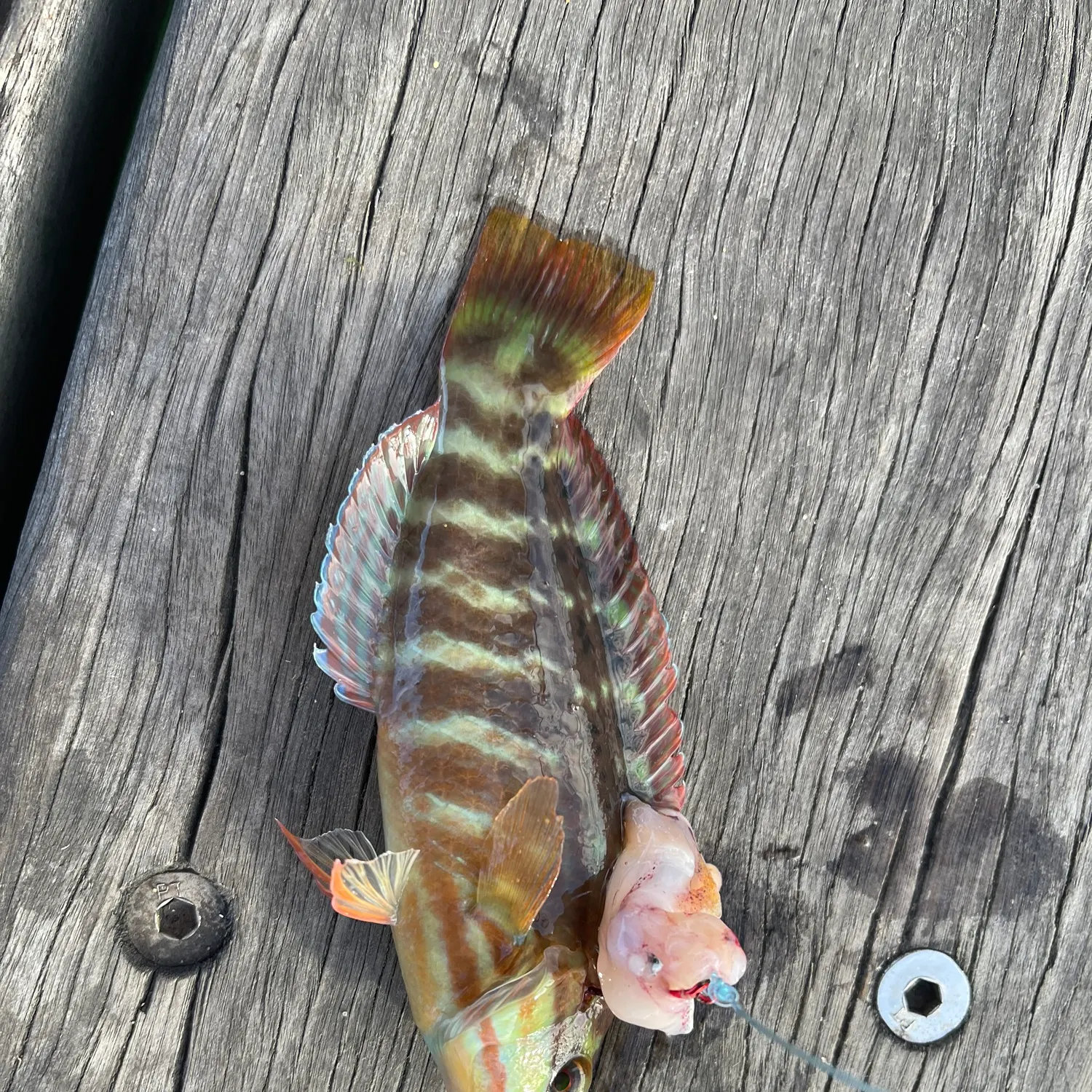 The most recent Painted comber catches on Fishbrain