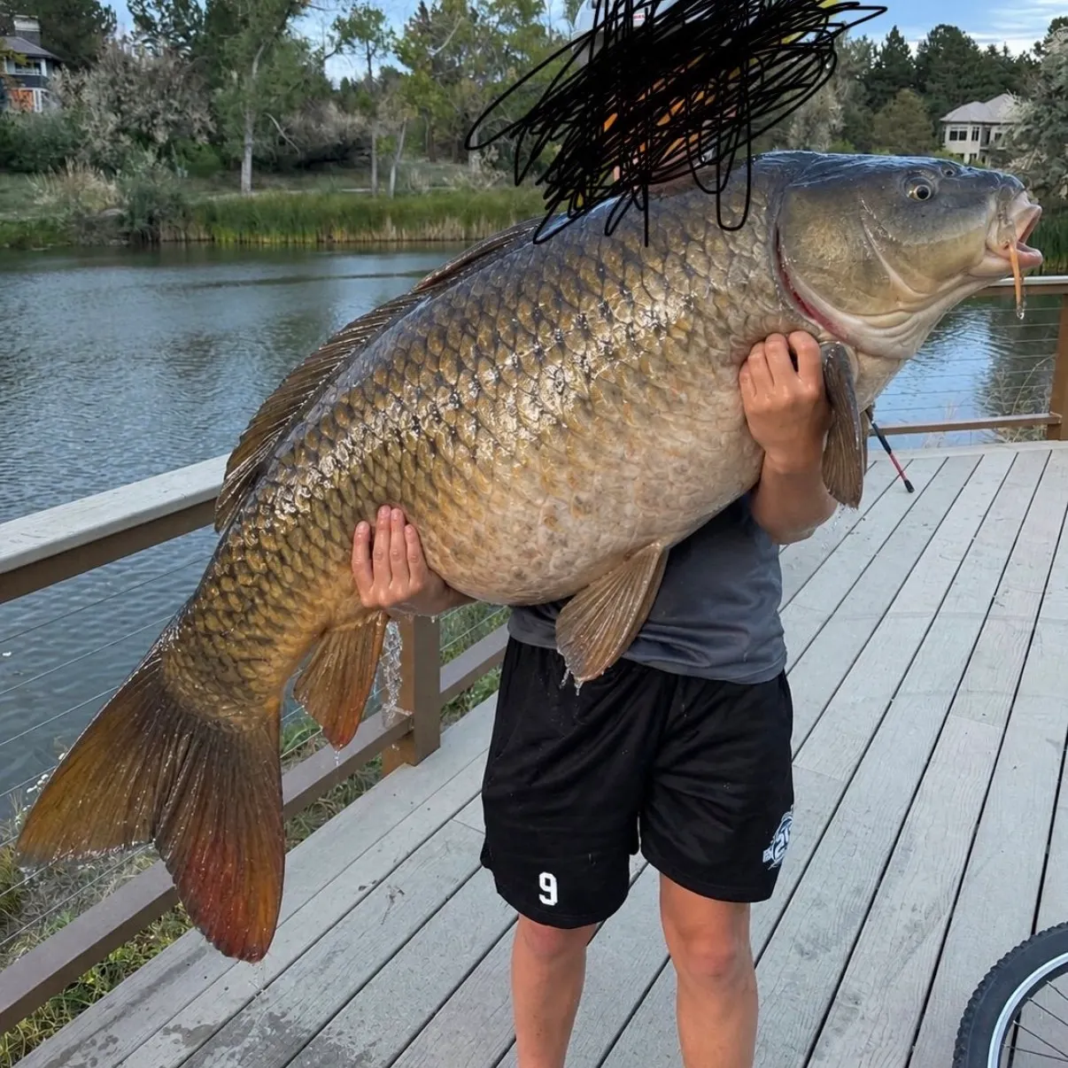 Common carp caught on Fishbrain