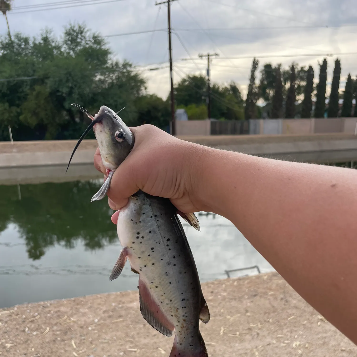 catch