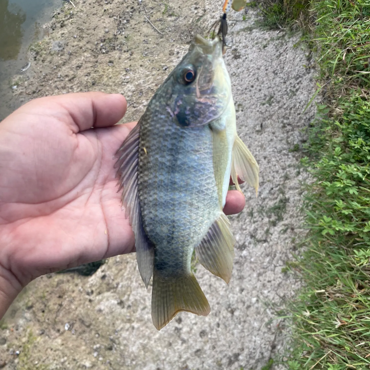 Nile tilapia caught on Fishbrain
