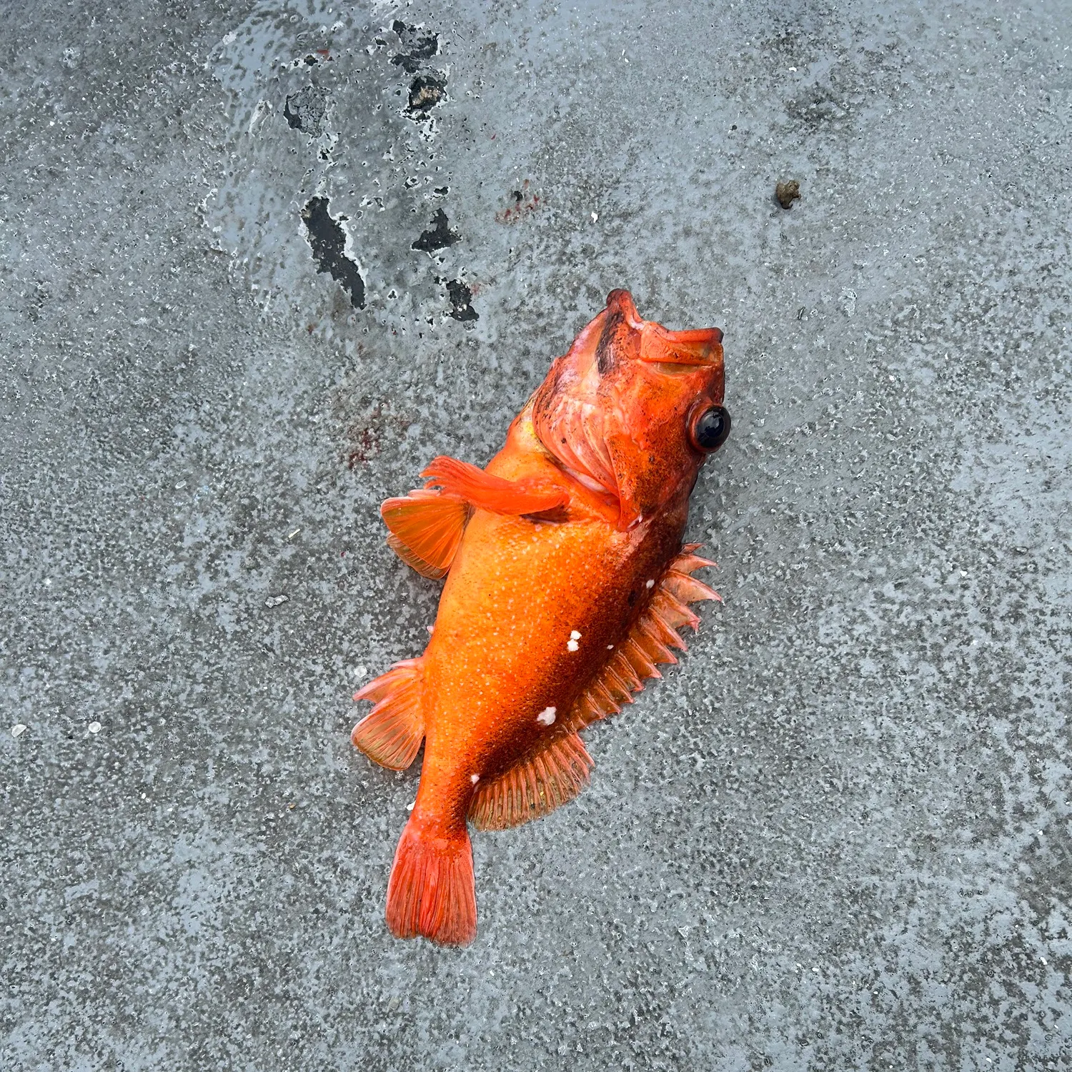 The most recent Rosy rockfish catches on Fishbrain