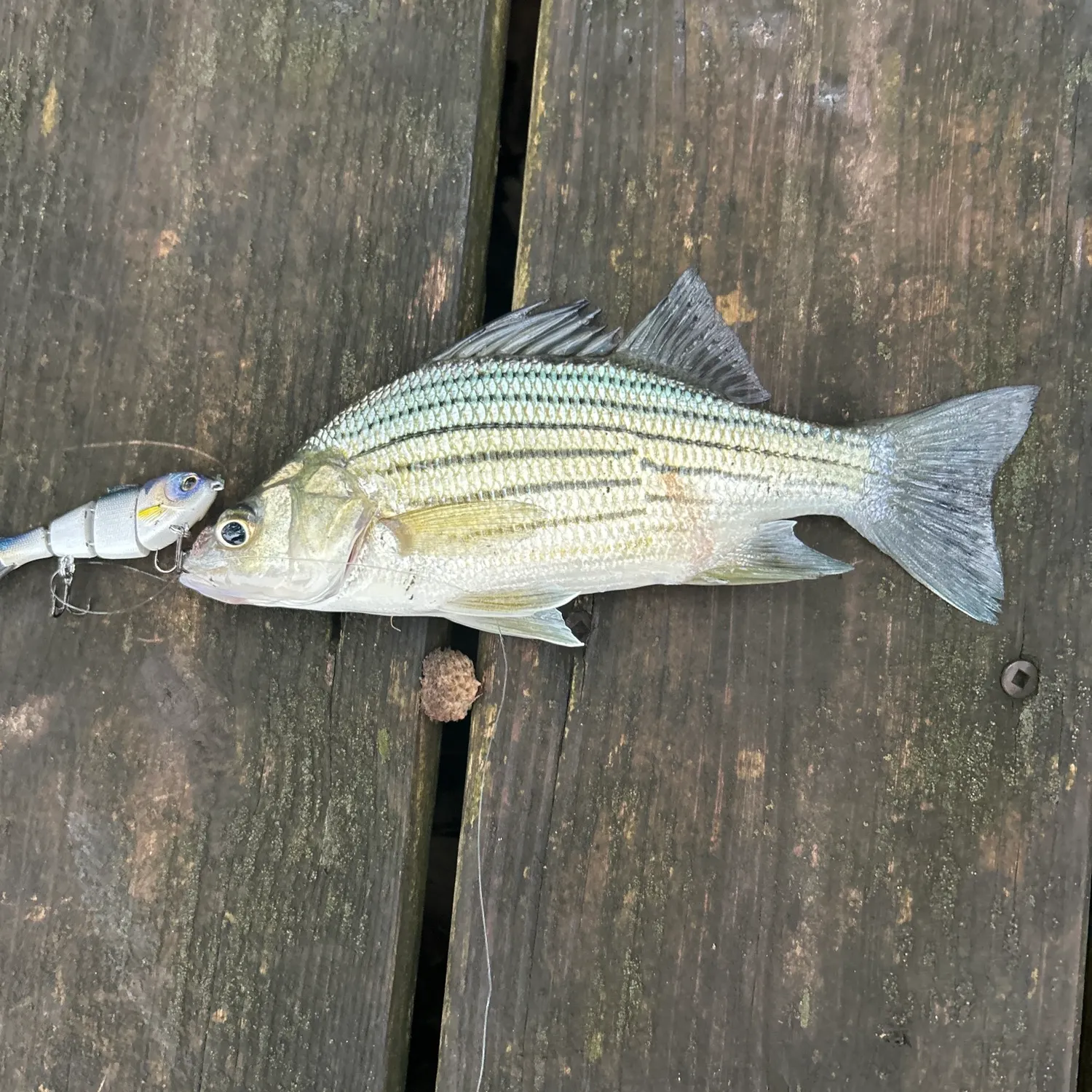 White bass caught on Fishbrain