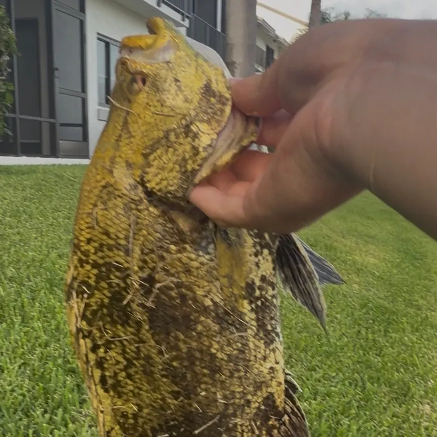 The most recent Atlantic tripletail catches on Fishbrain
