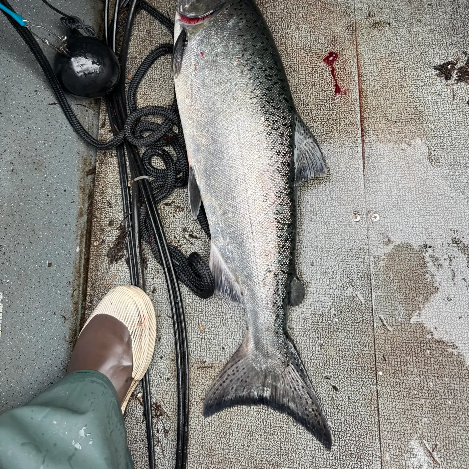 Chinook salmon caught on Fishbrain