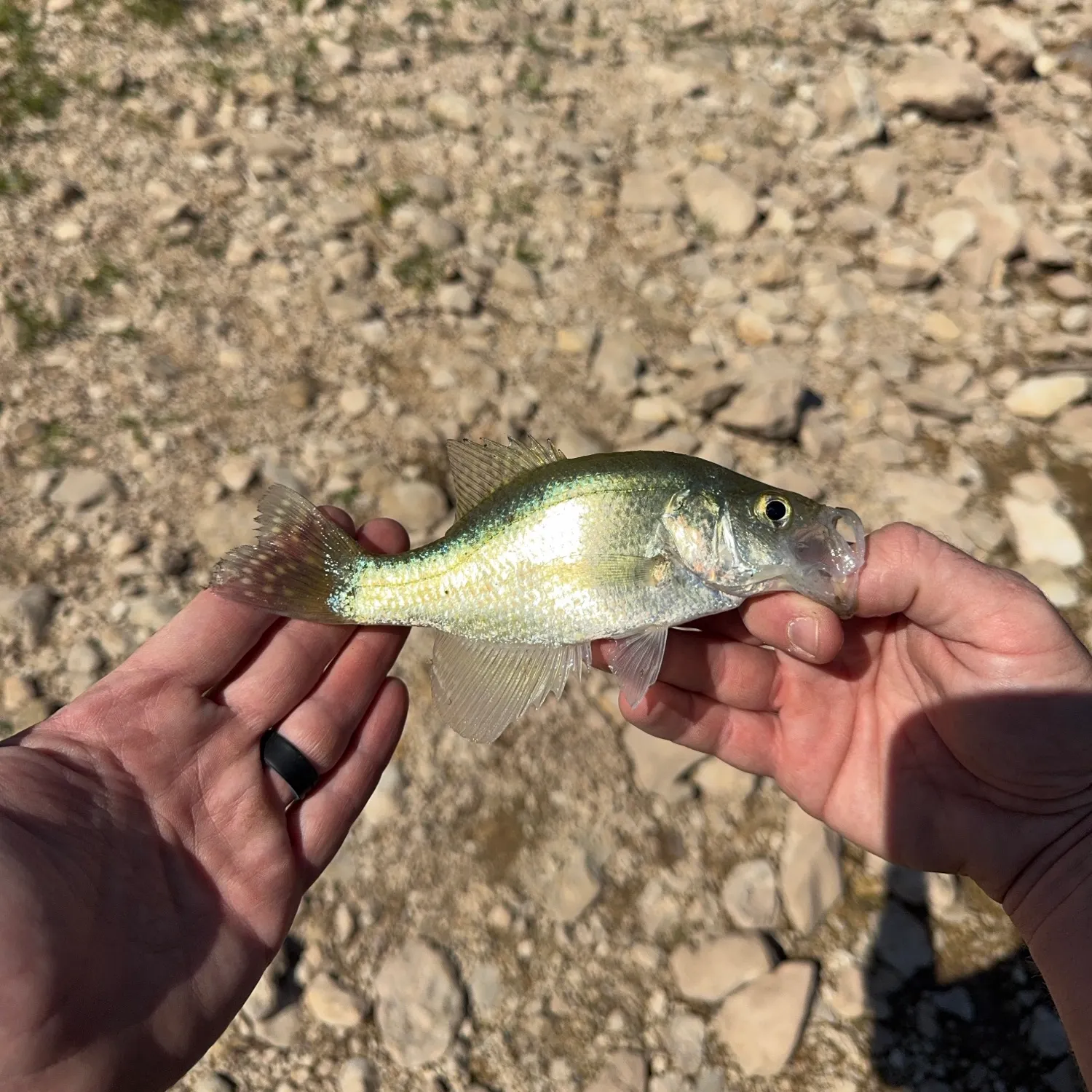 White crappie caught on Fishbrain