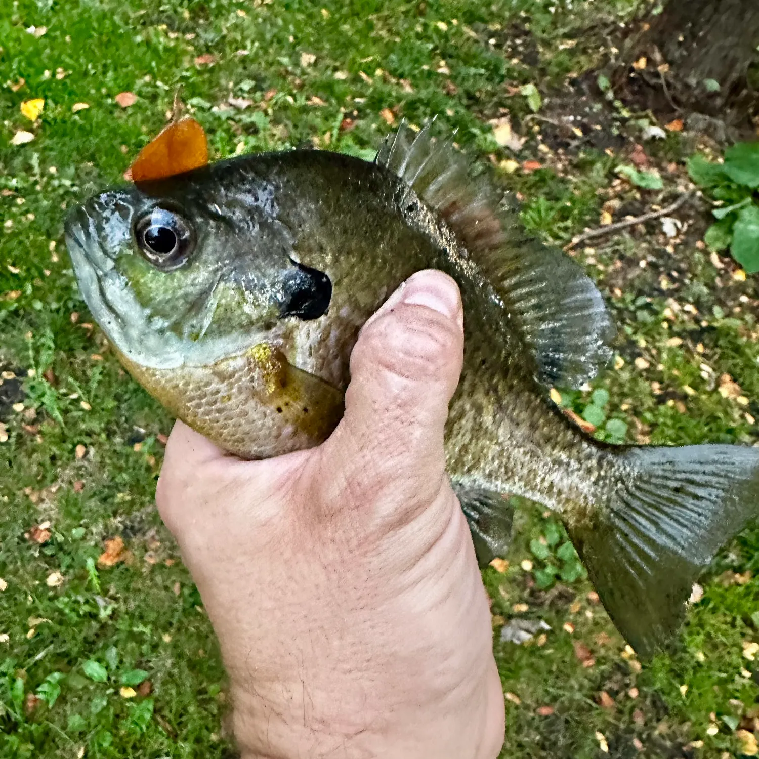 Bluegill caught on Fishbrain