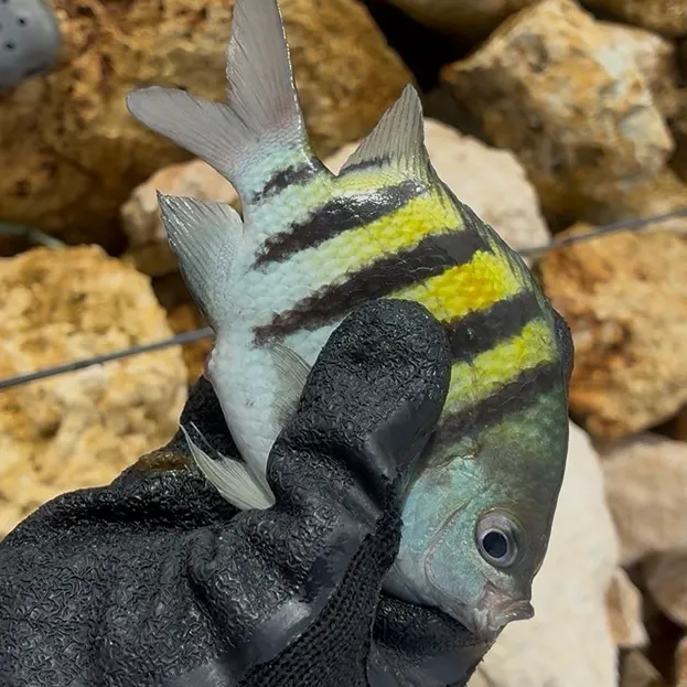 The most recent Panamic sergeant major catches on Fishbrain