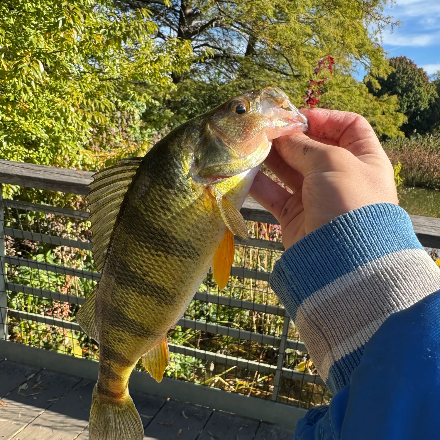 Yellow perch caught on Fishbrain