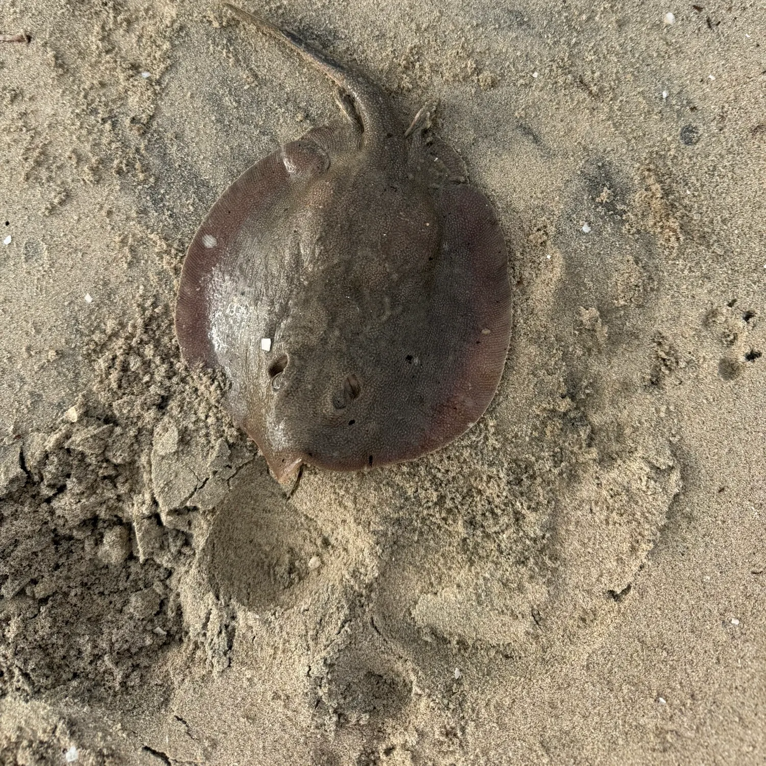 Haller's round ray caught on Fishbrain
