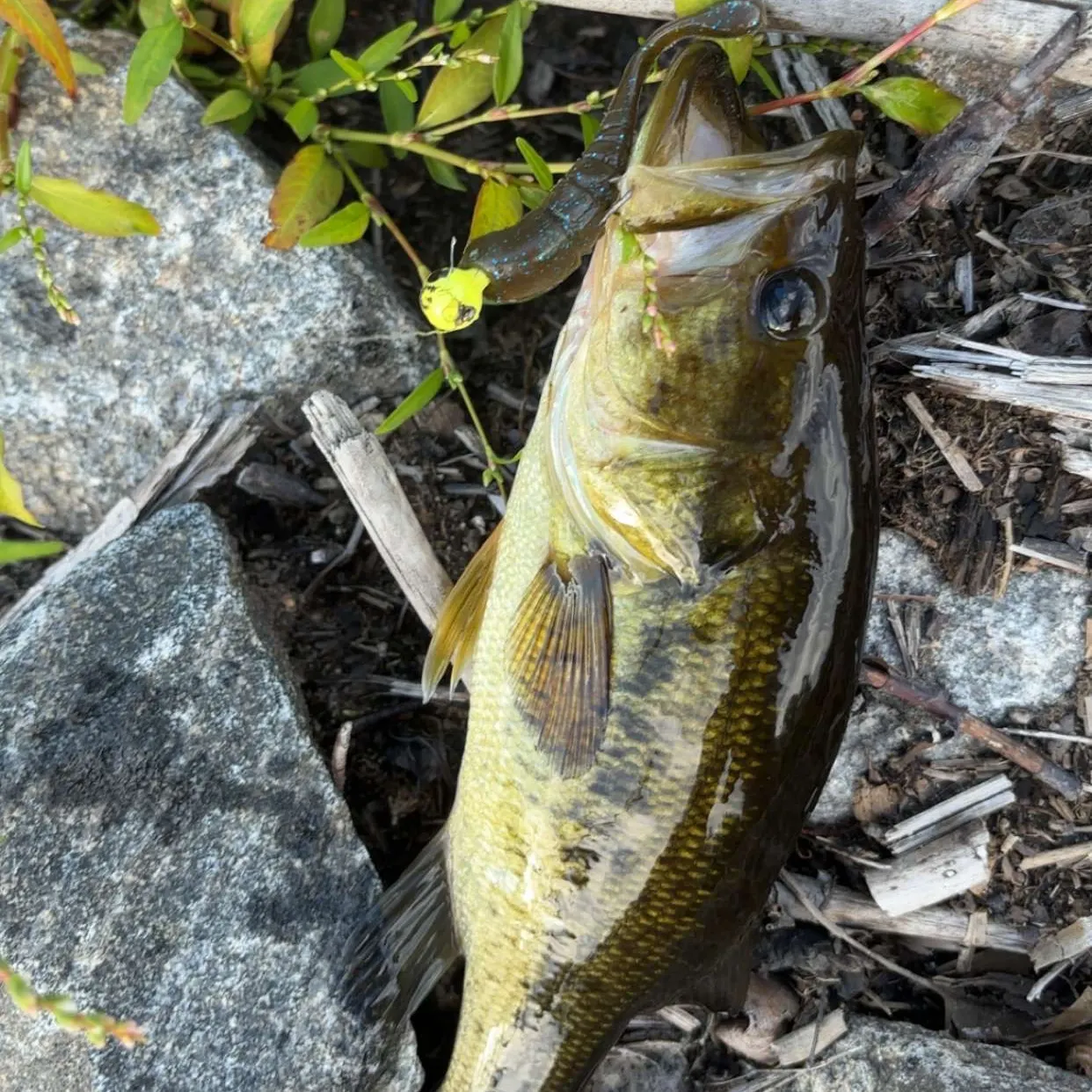 Largemouth bass caught on Fishbrain