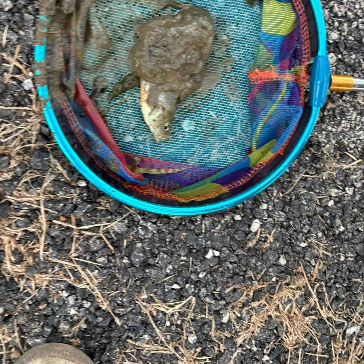 Green sunfish caught on Fishbrain