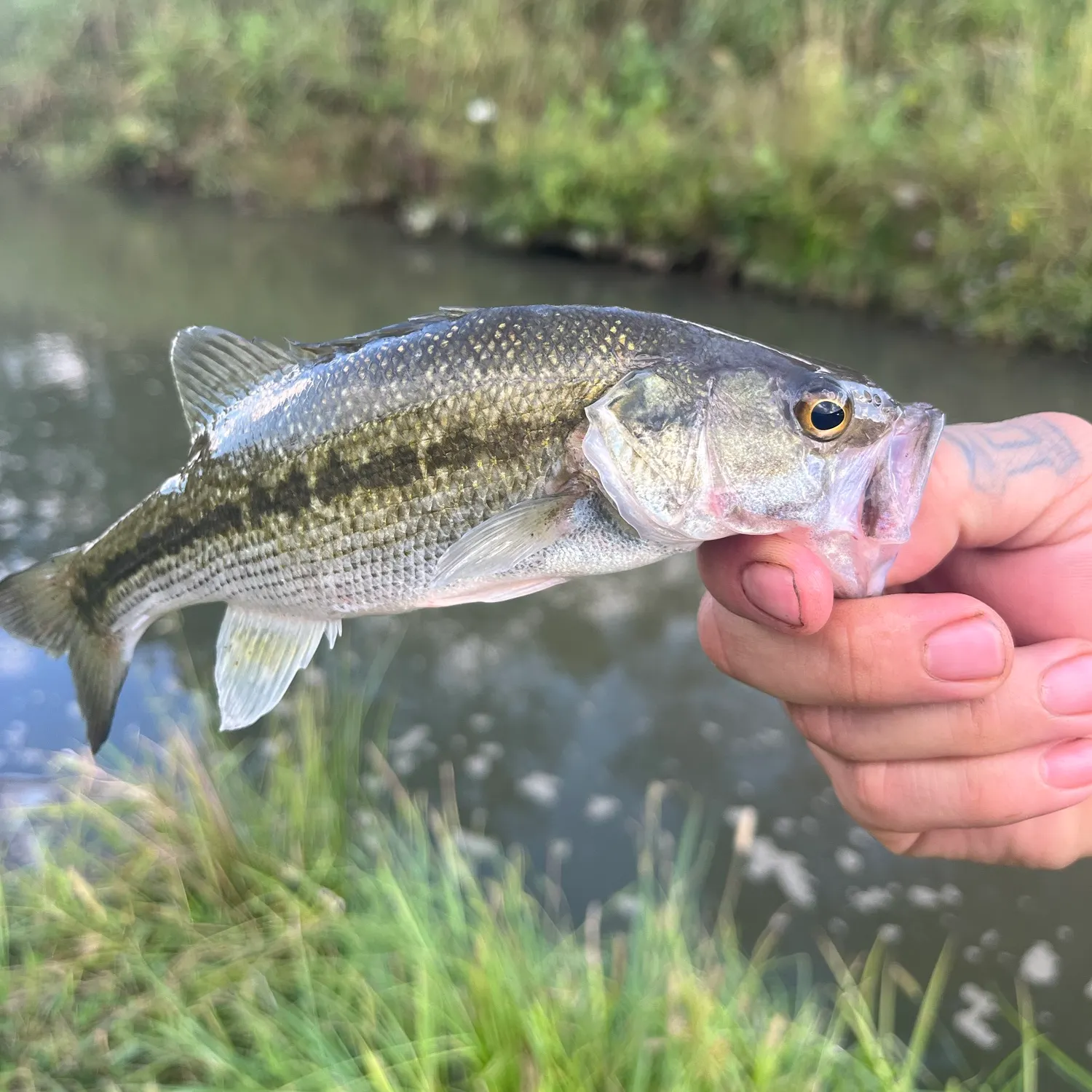 Spotted bass caught on Fishbrain