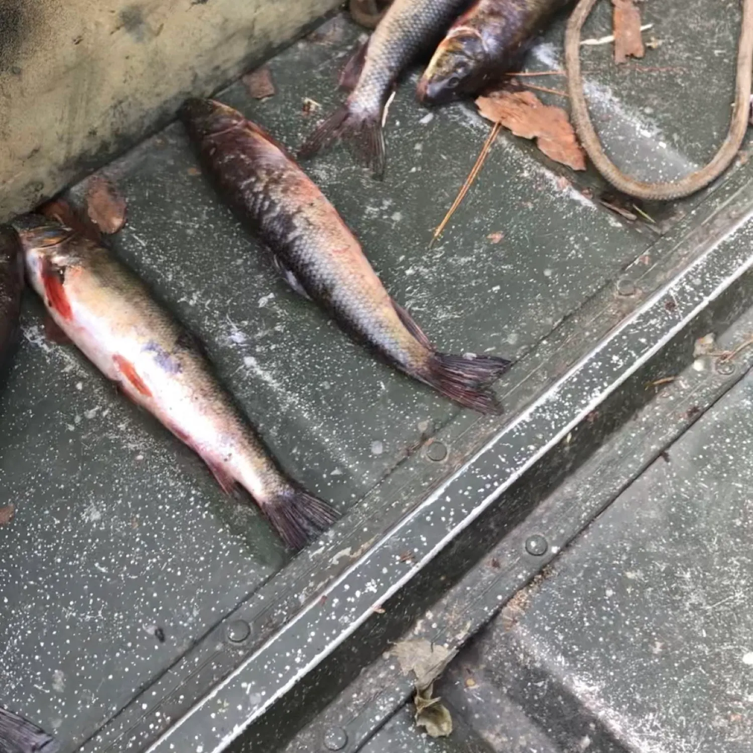 recently logged catches