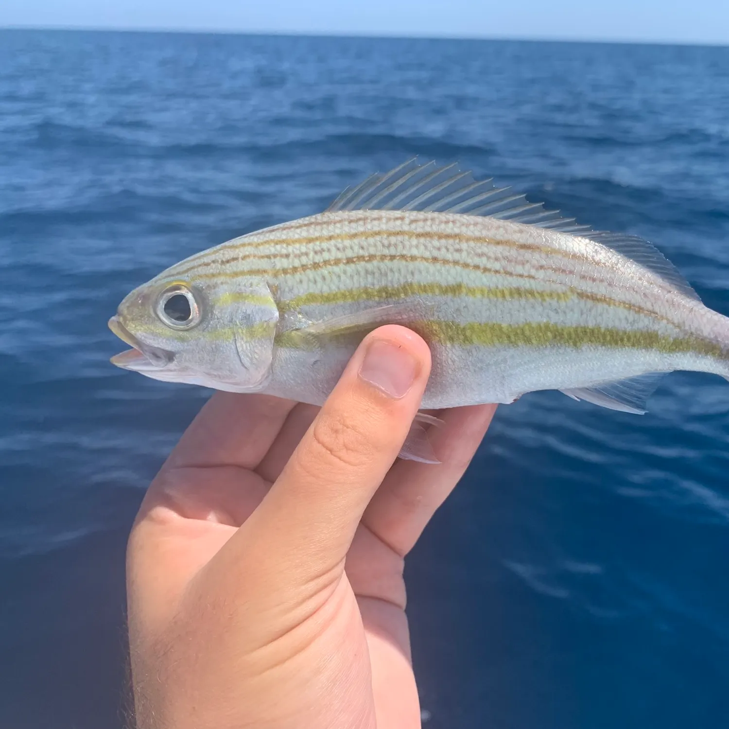 The most popular recent Striped grunt catch on Fishbrain