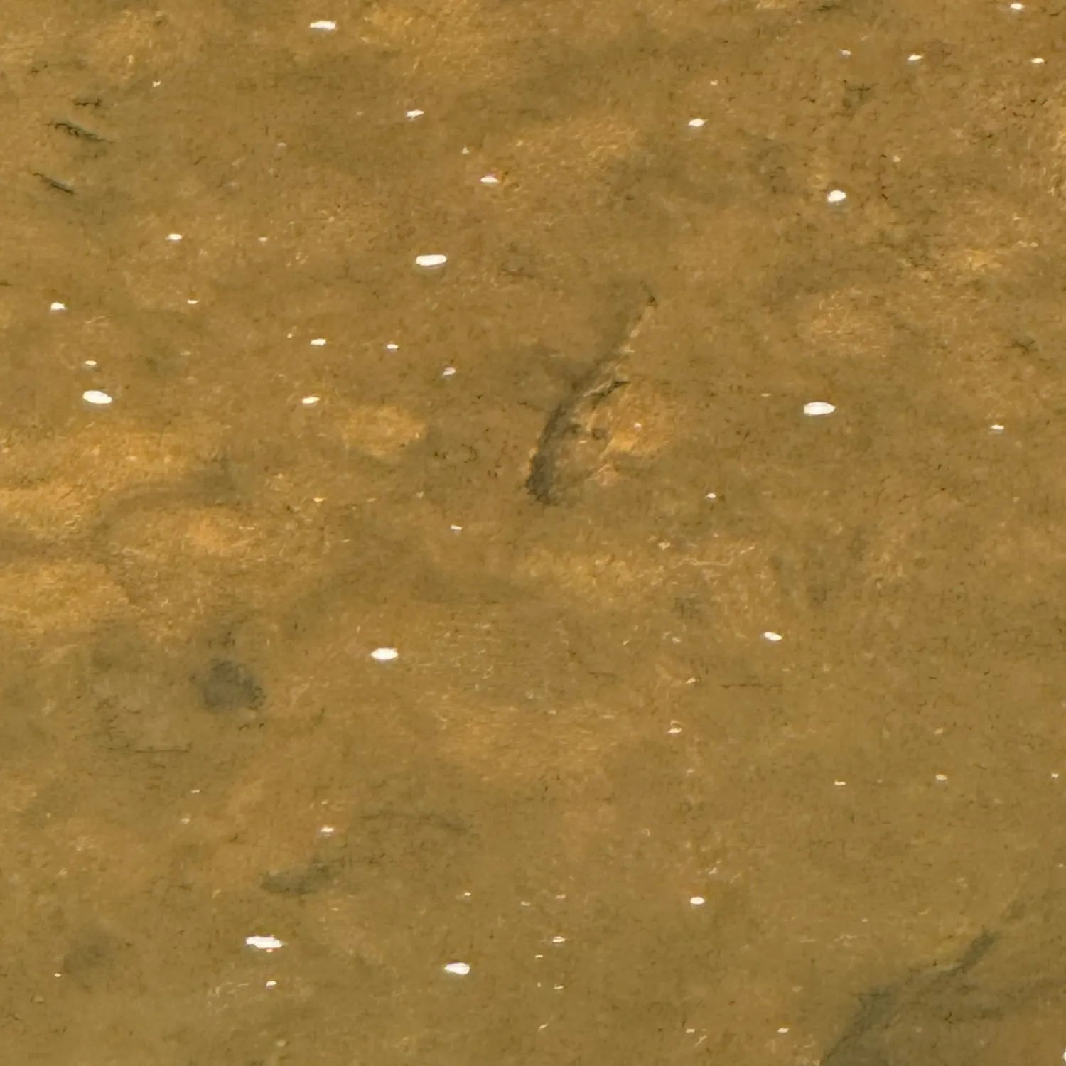 The most recent Suckermouth catfish catches on Fishbrain