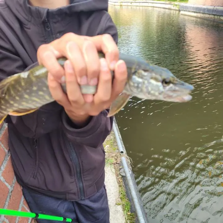 Northern pike caught on Fishbrain