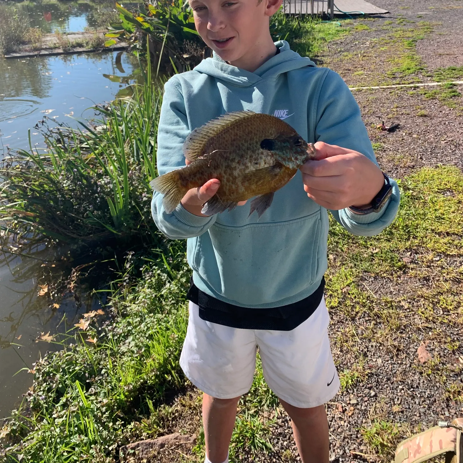 Bluegill caught on Fishbrain