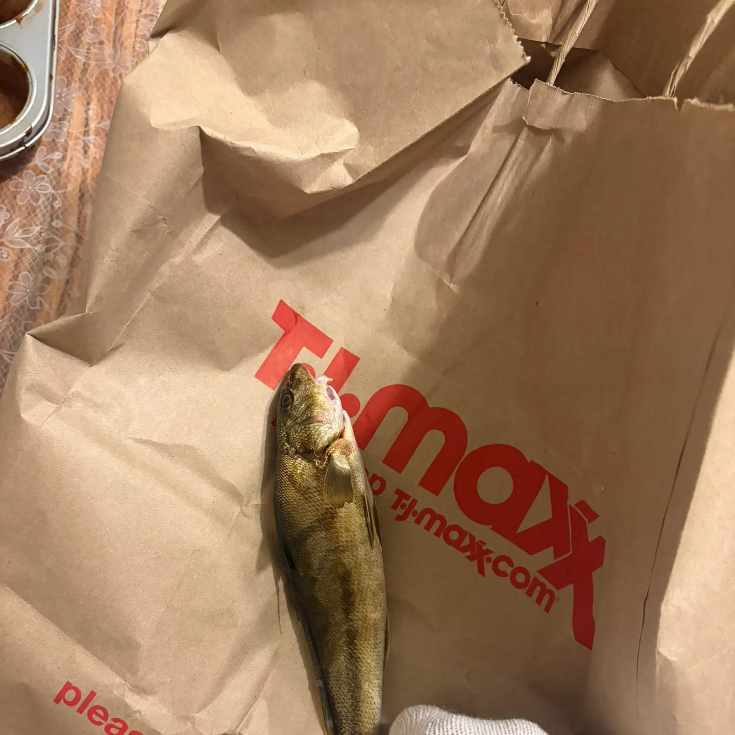 Northern kingcroaker caught on Fishbrain