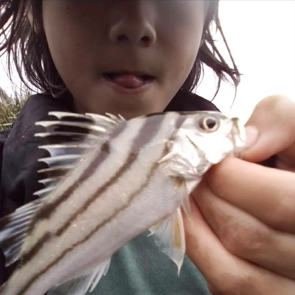 The most recent Jarbua terapon catches on Fishbrain