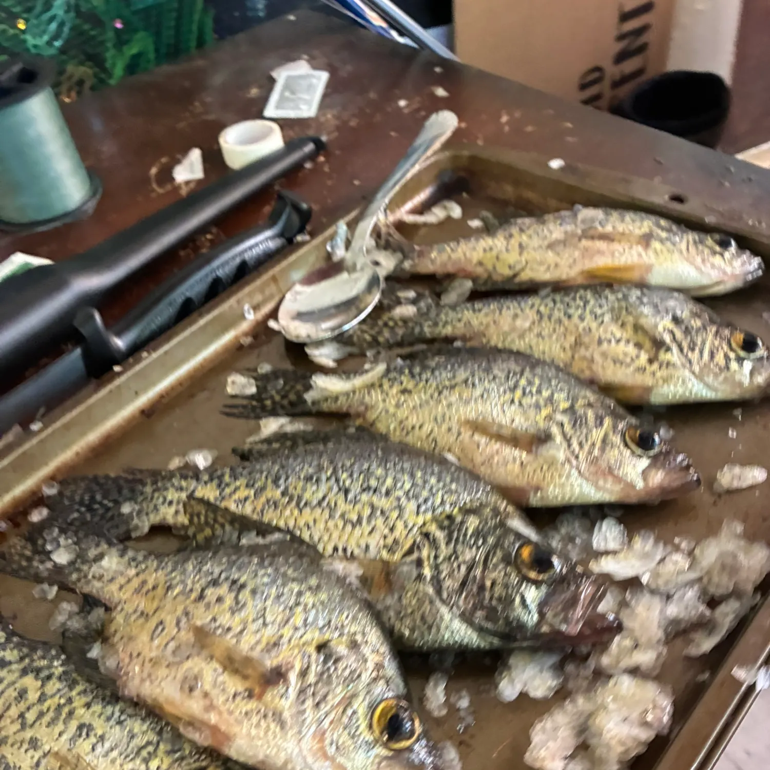 recently logged catches