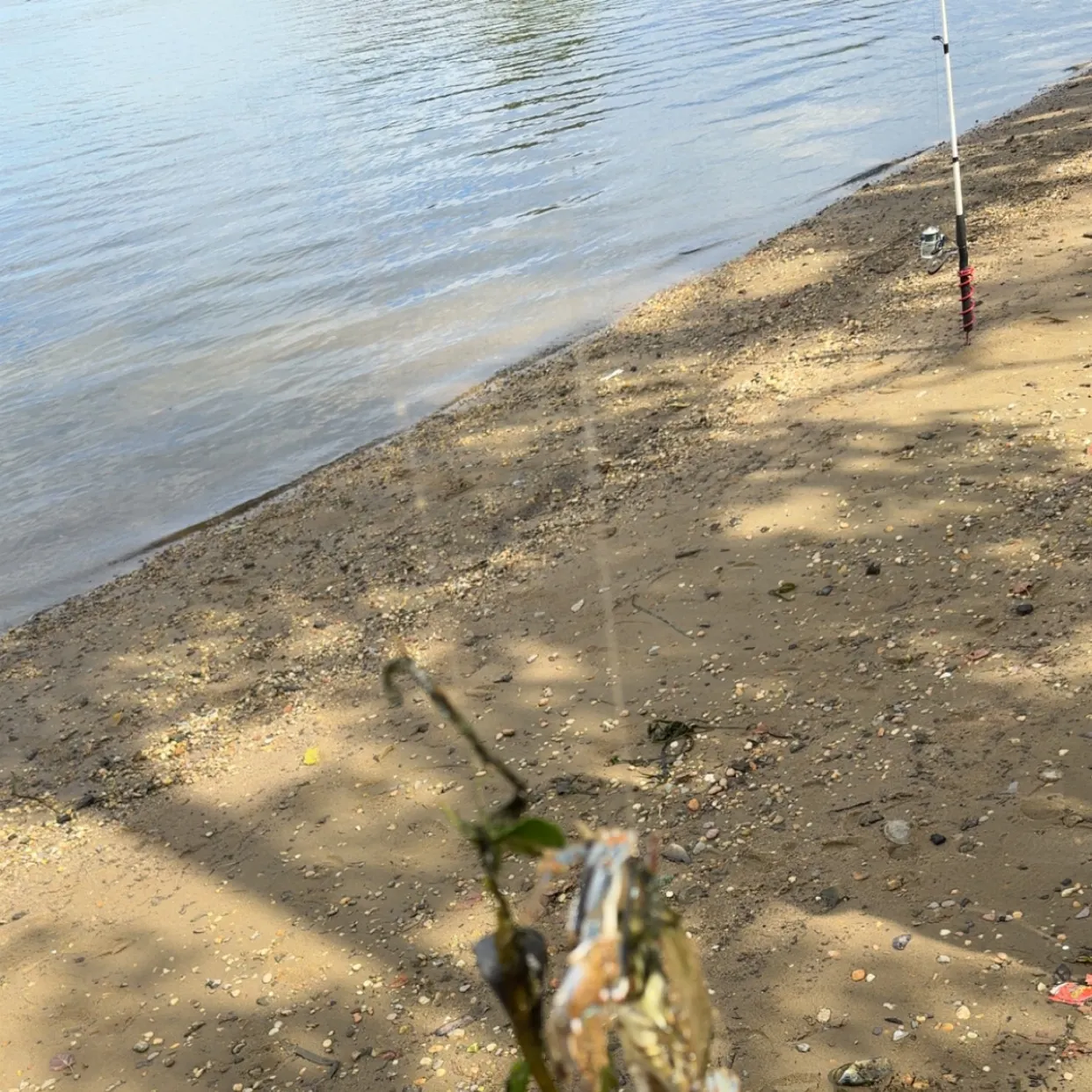 Channel catfish caught on Fishbrain