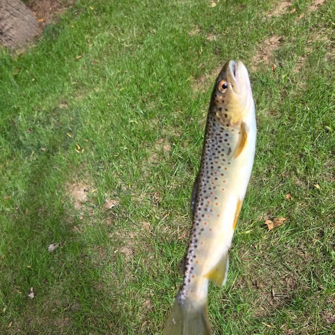 Brown trout caught on Fishbrain