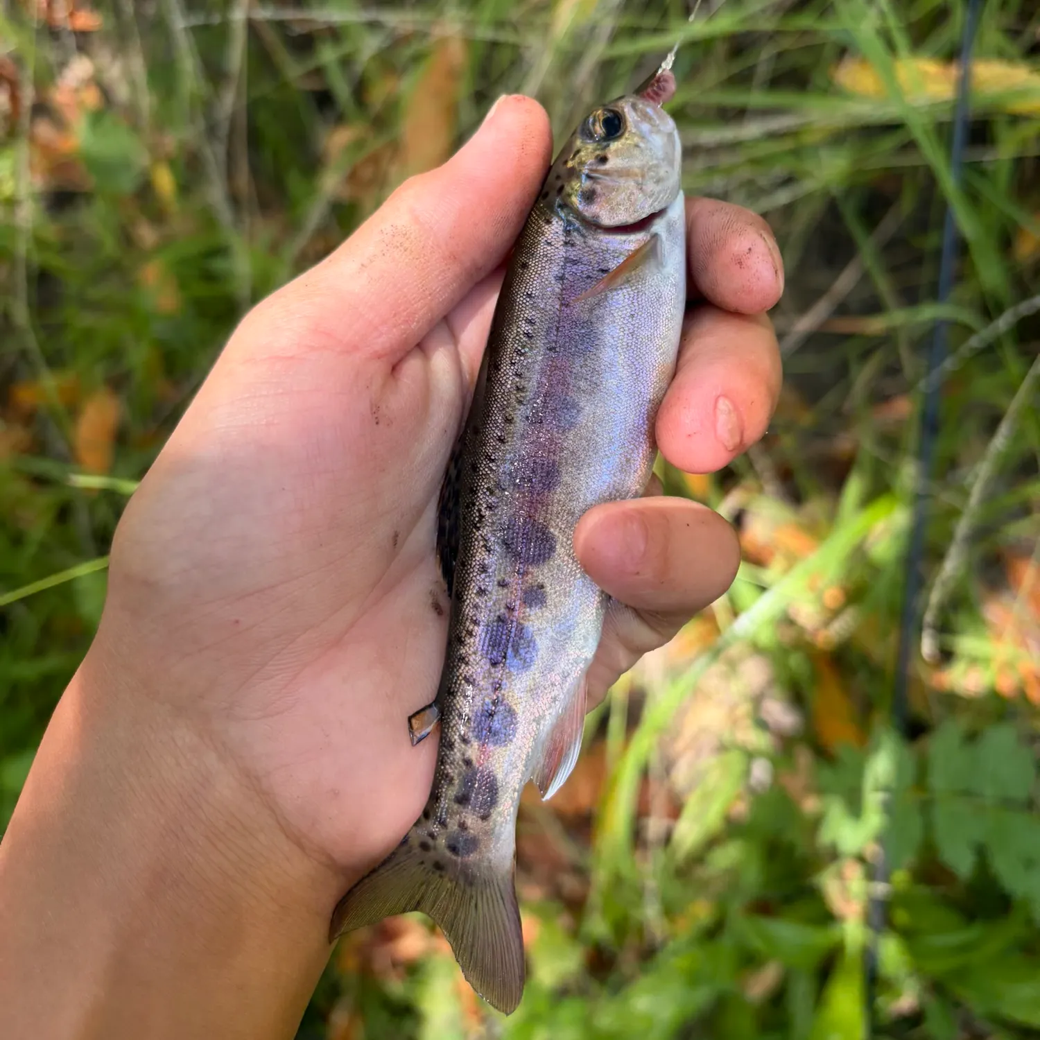 The most recent Coastal rainbow trout catches on Fishbrain