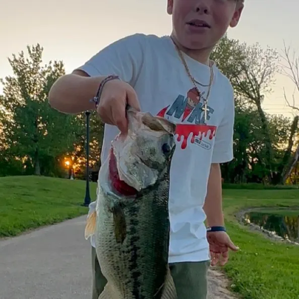Largemouth bass caught on Fishbrain