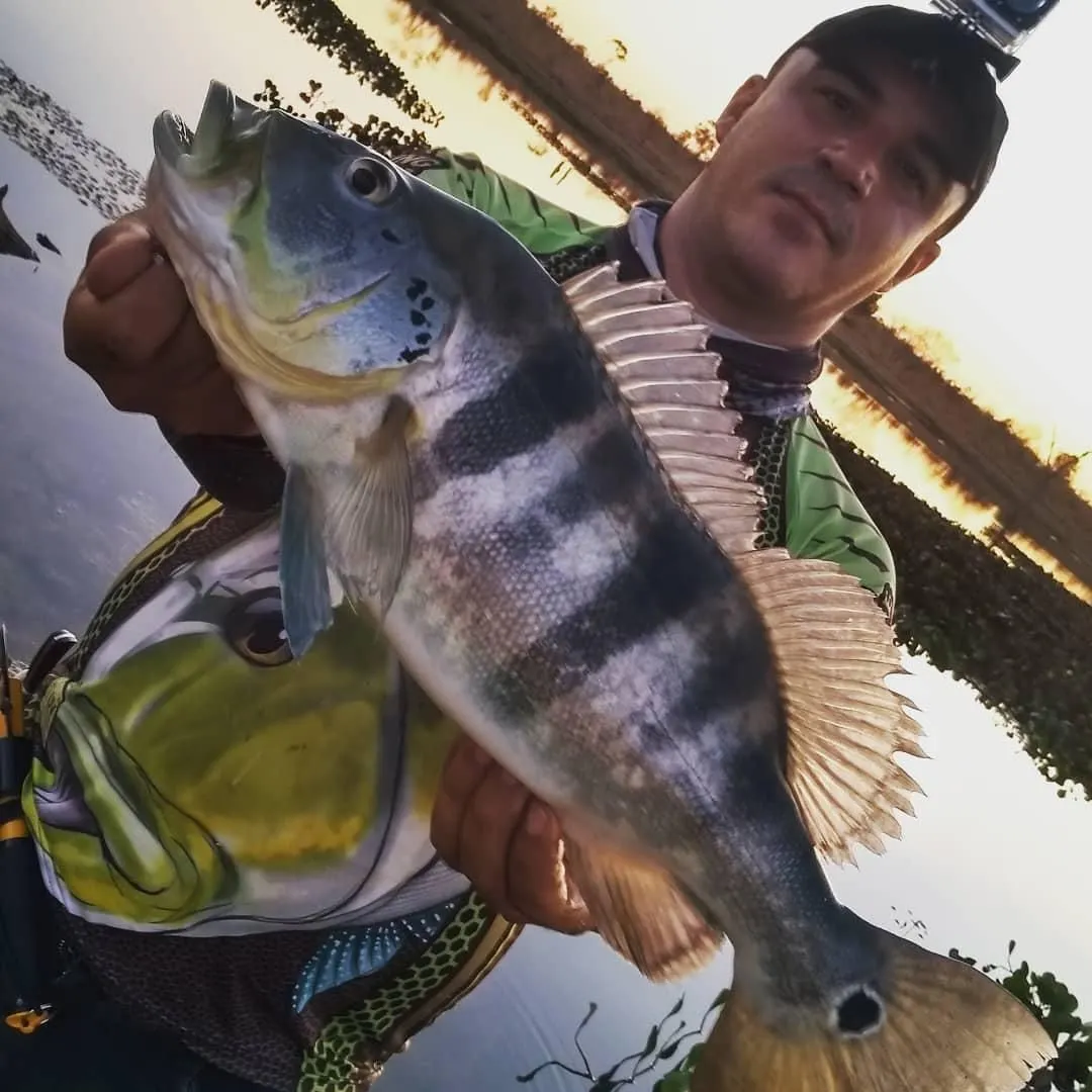 Blue peacock bass caught on Fishbrain