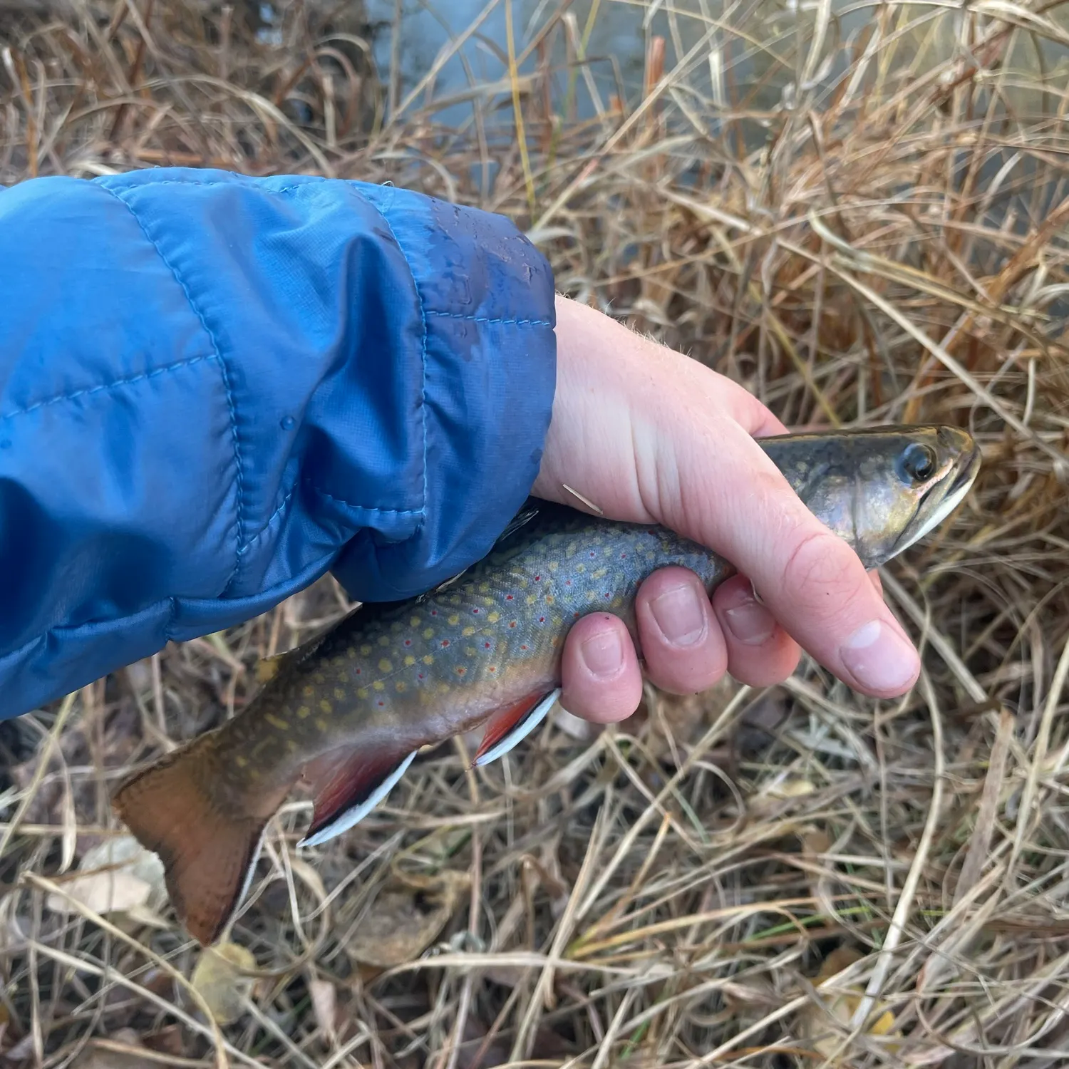 Brook trout caught on Fishbrain