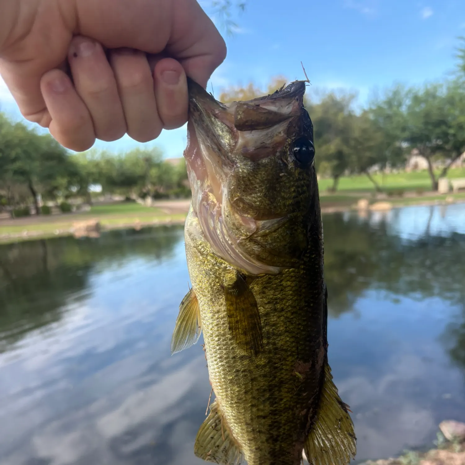 Largemouth bass caught on Fishbrain