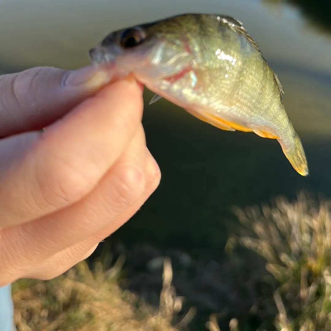European perch caught on Fishbrain