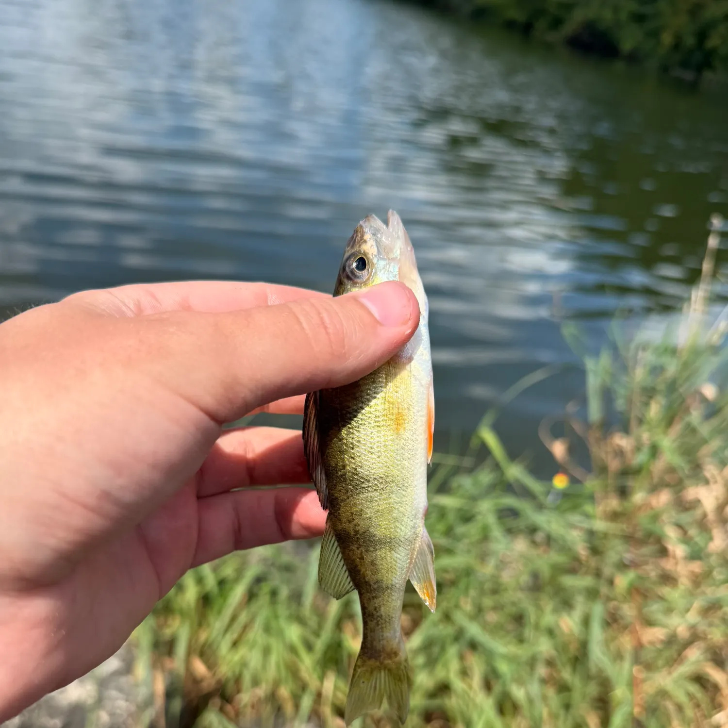 Yellow perch caught on Fishbrain