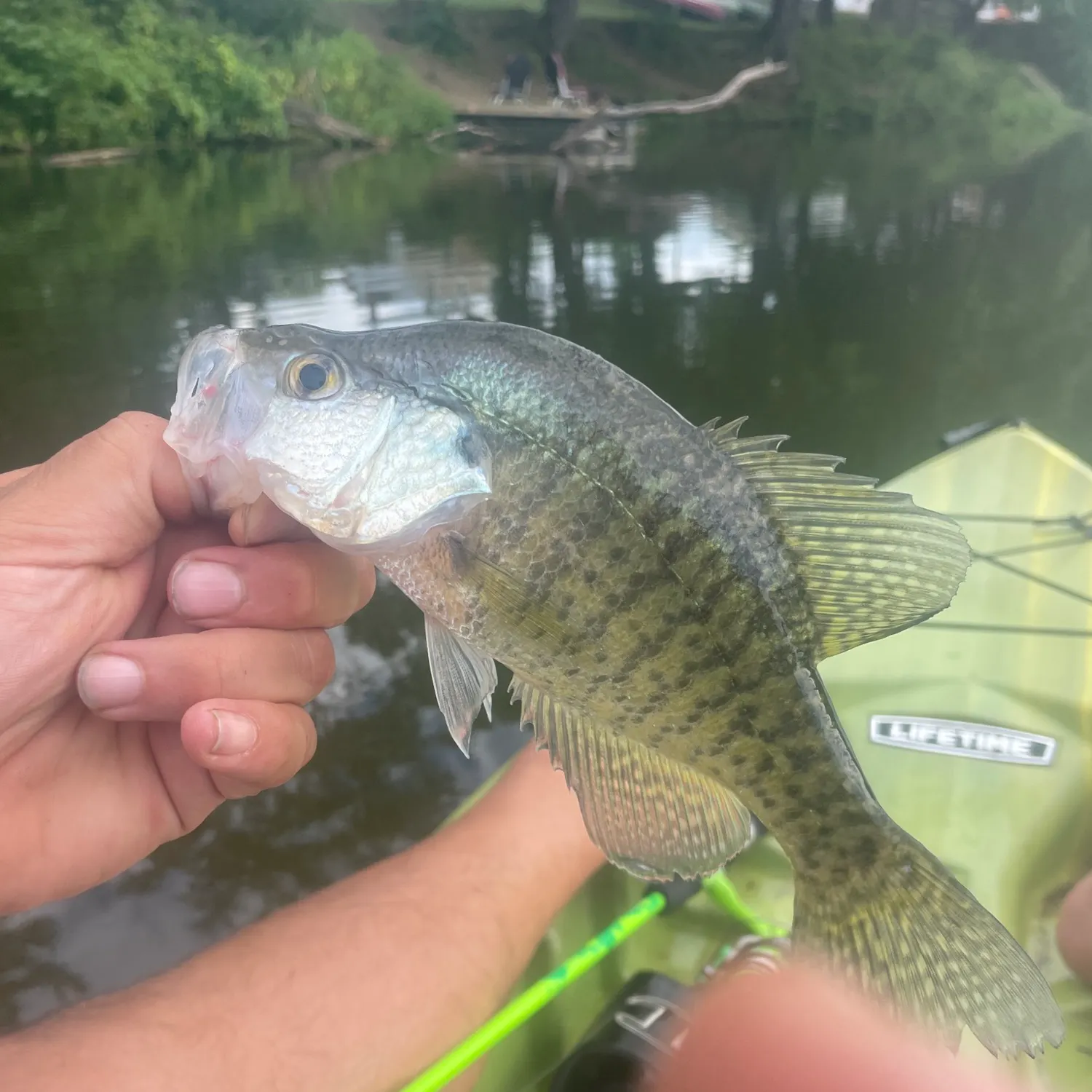White crappie caught on Fishbrain