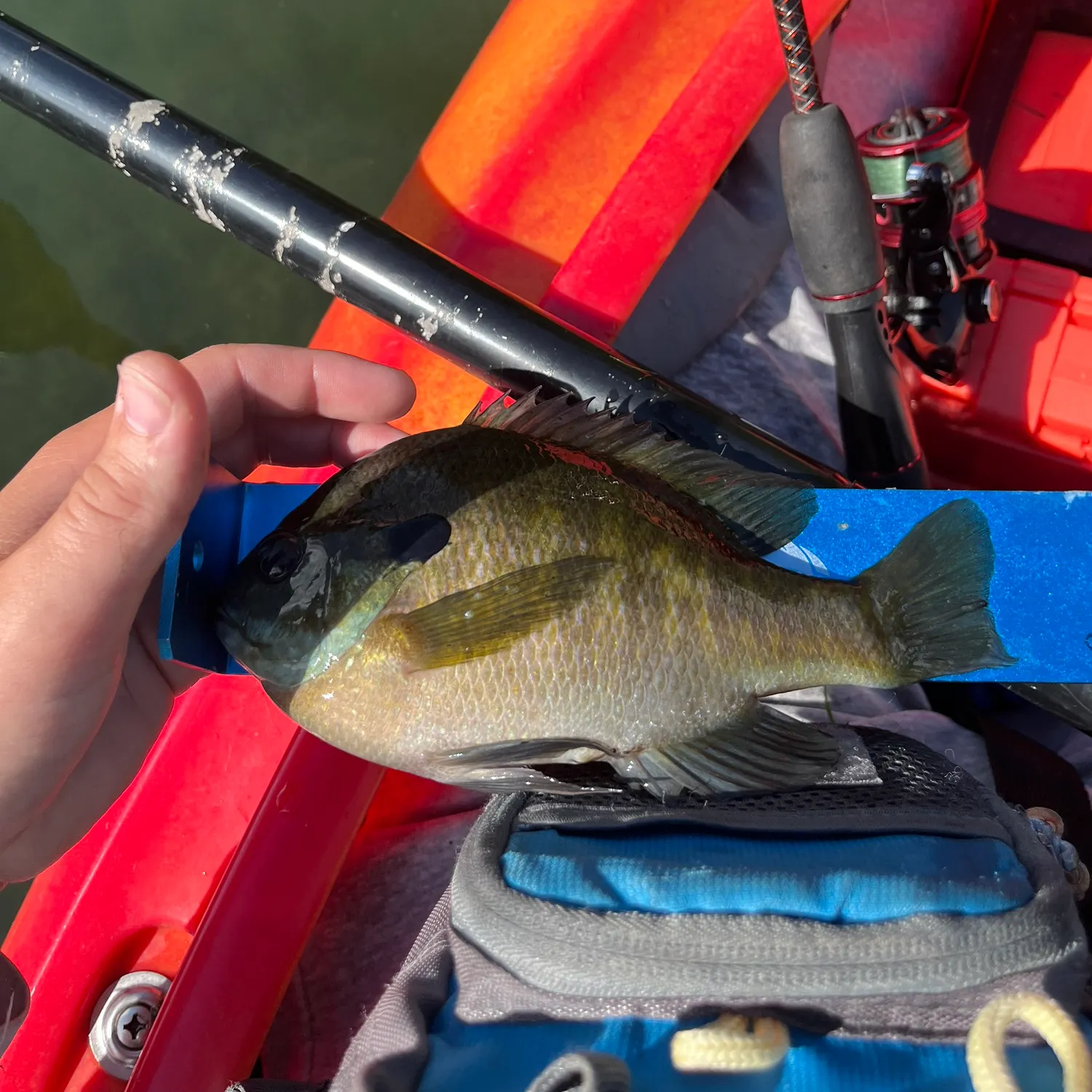 Bluegill caught on Fishbrain