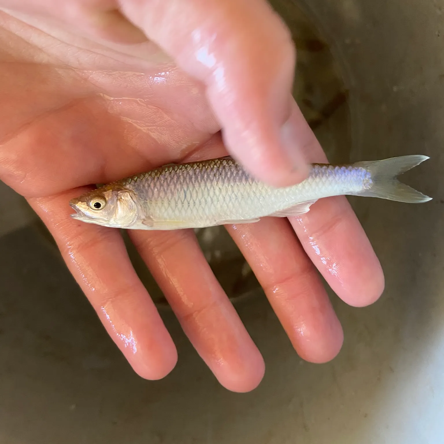 The most recent Spotfin shiner catches on Fishbrain