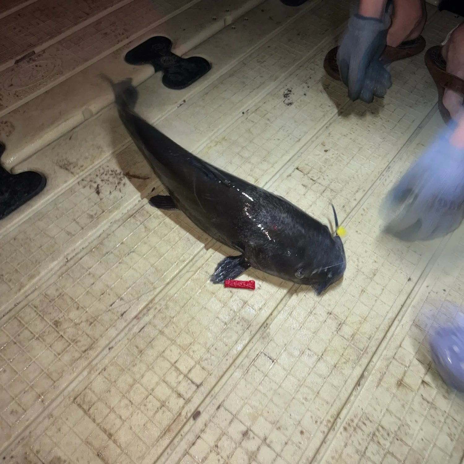 Channel catfish caught on Fishbrain