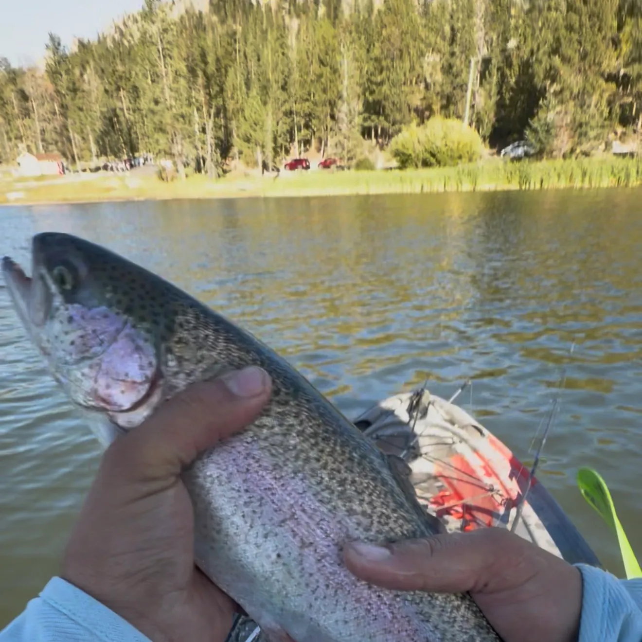 Rainbow trout caught on Fishbrain