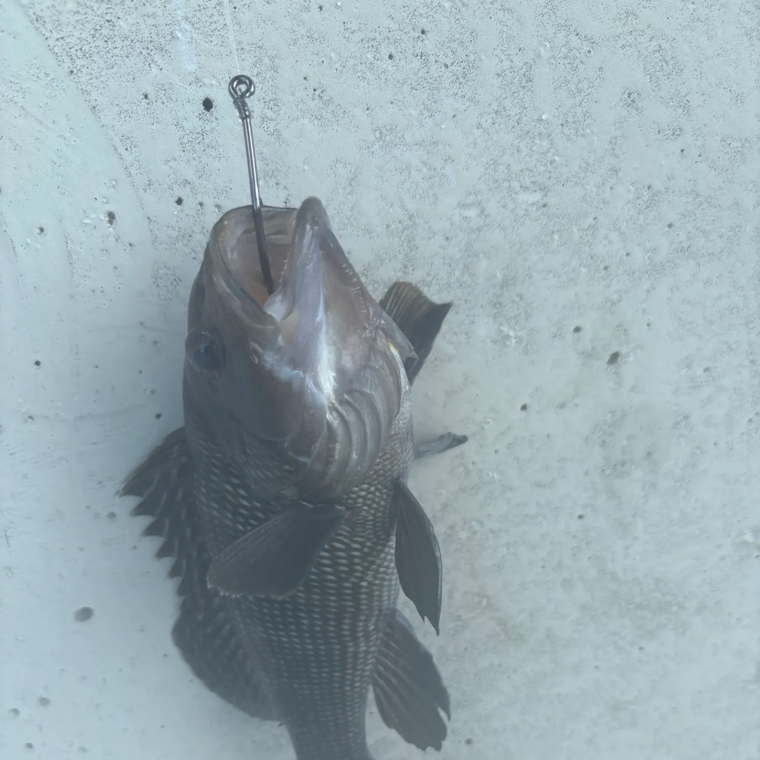 Black sea bass caught on Fishbrain
