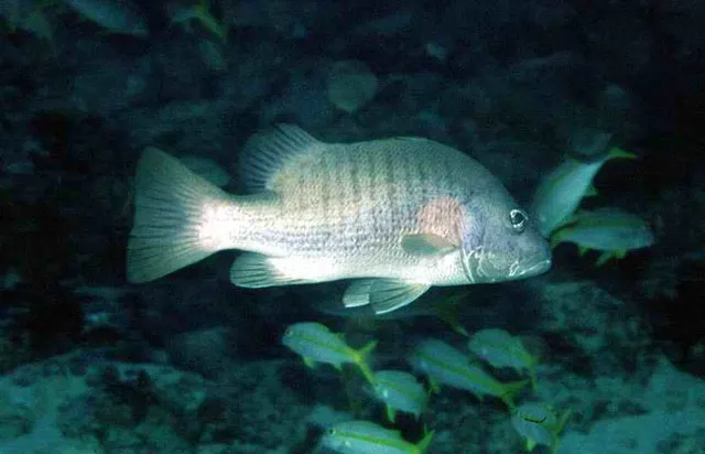 African red snapper