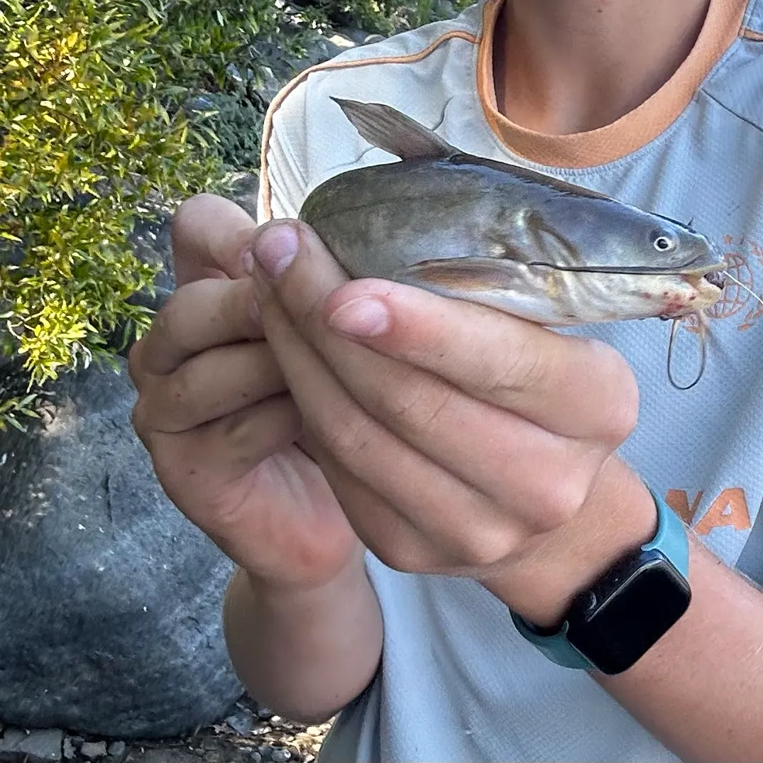Black bullhead caught on Fishbrain
