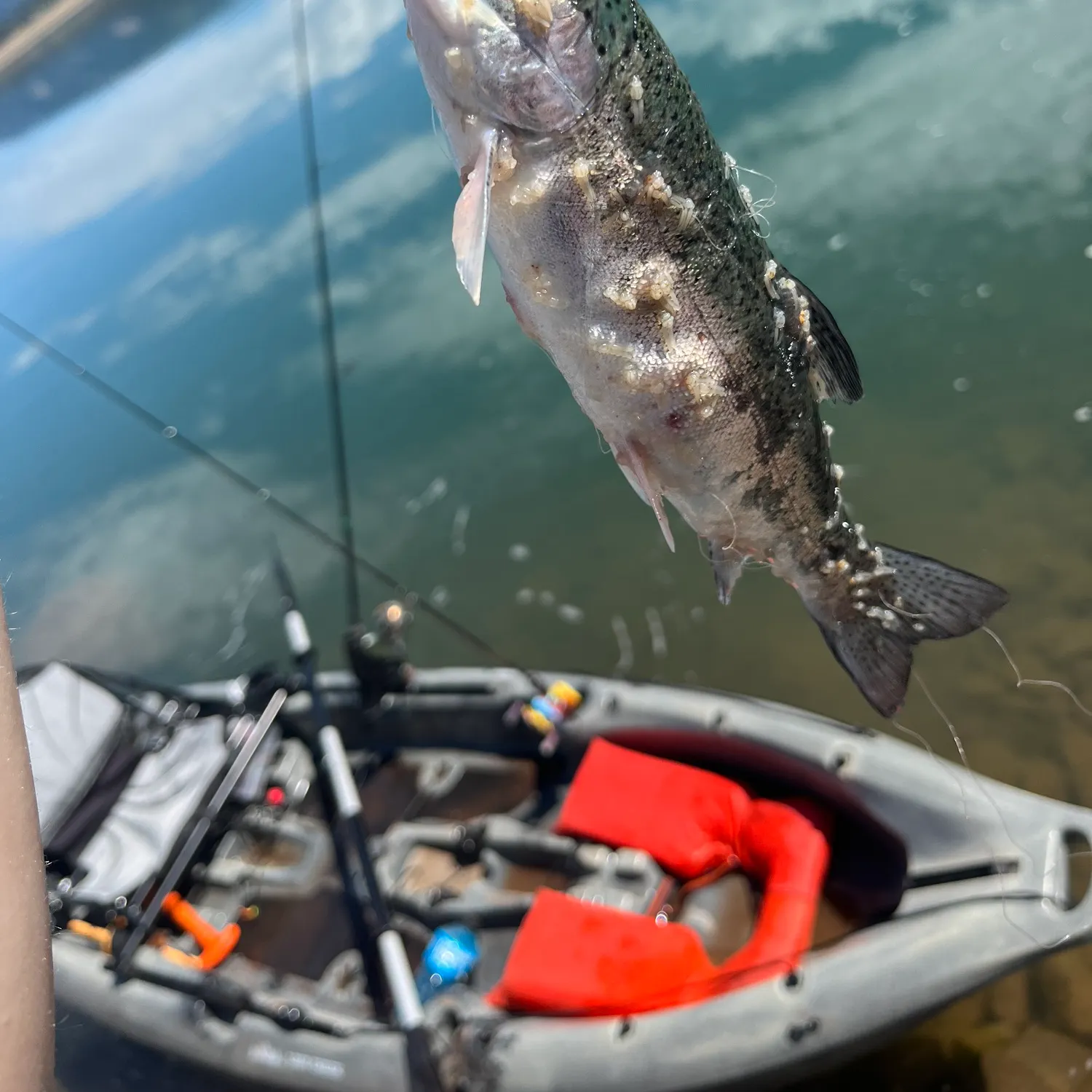 Rainbow trout caught on Fishbrain