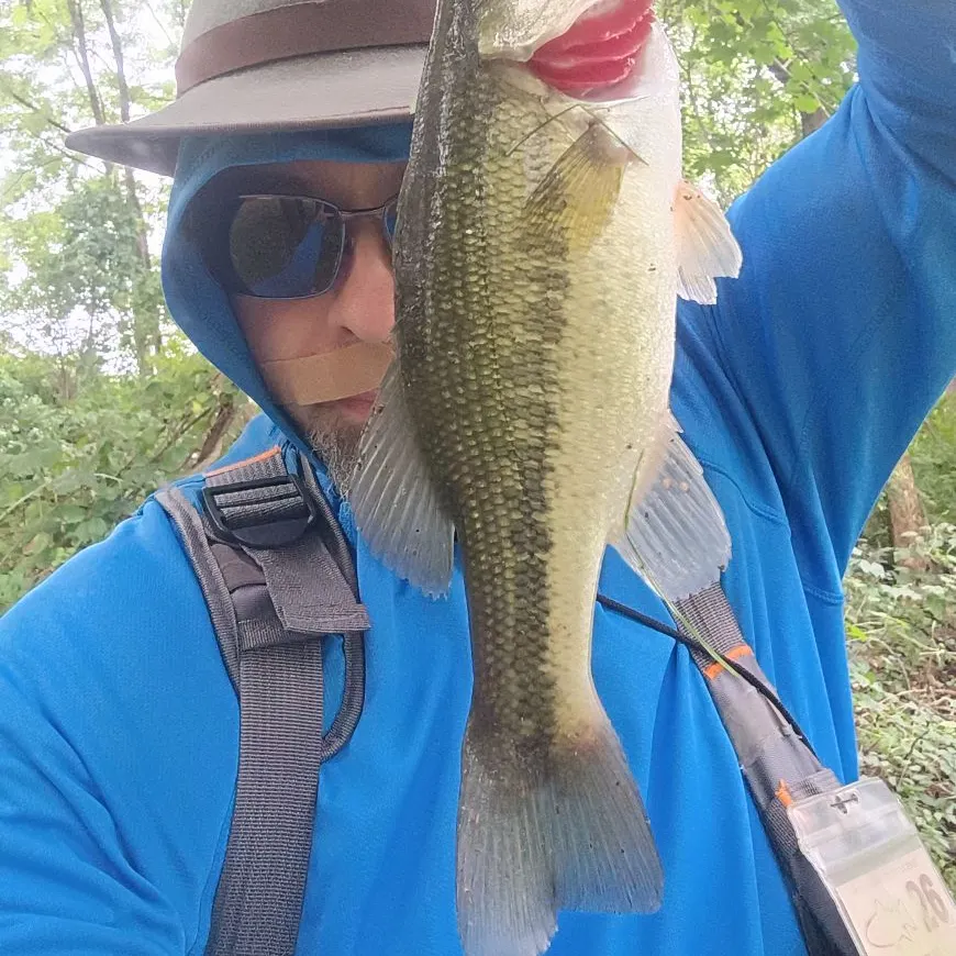 Largemouth bass caught on Fishbrain