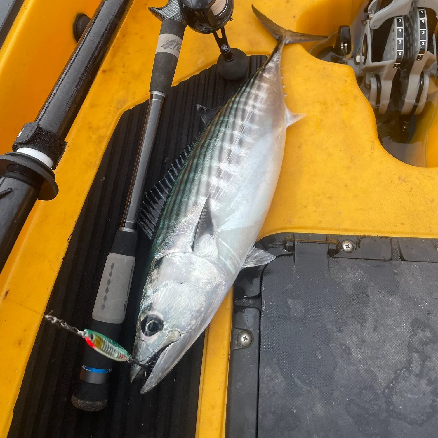 The most recent Pacific bonito catches on Fishbrain