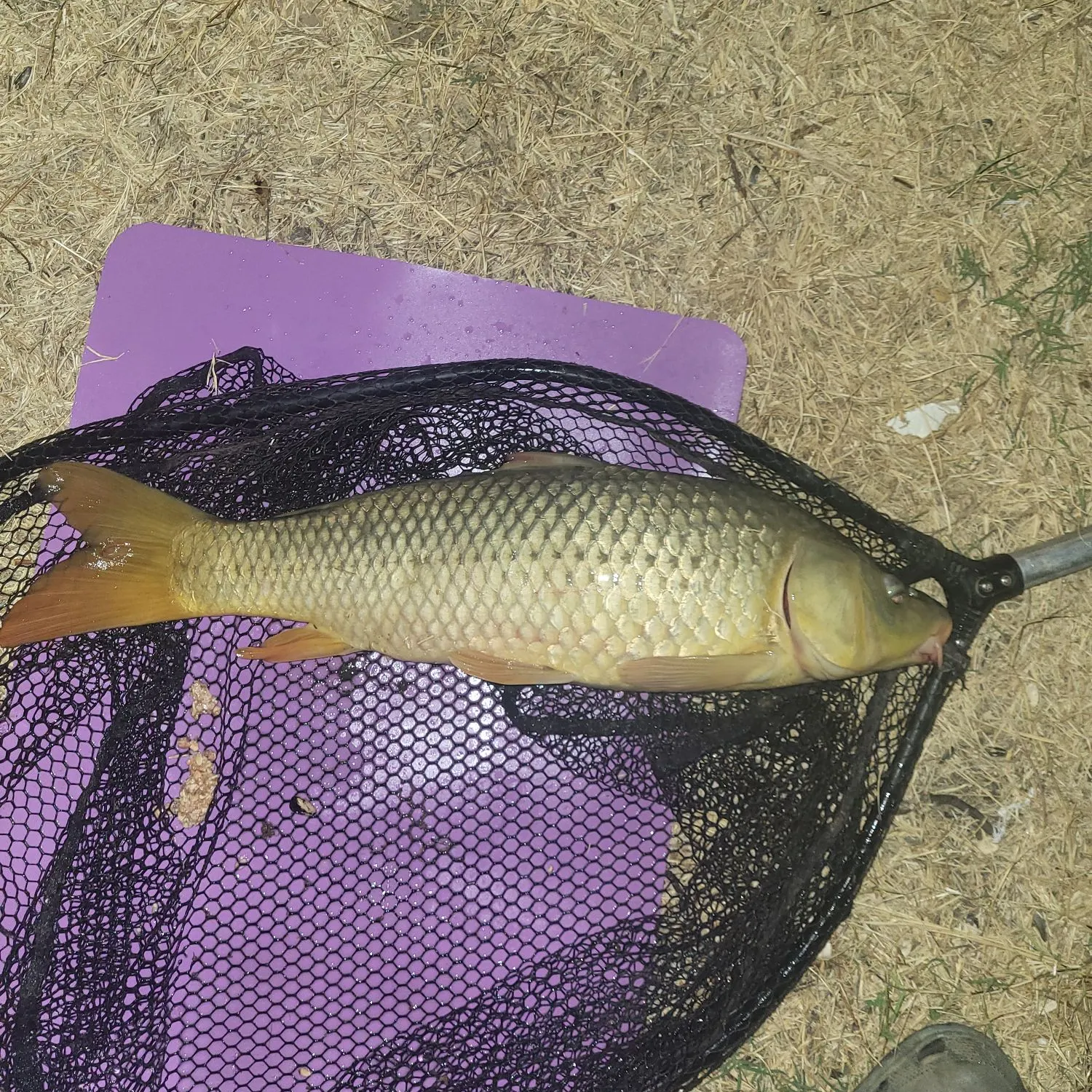 Common carp caught on Fishbrain