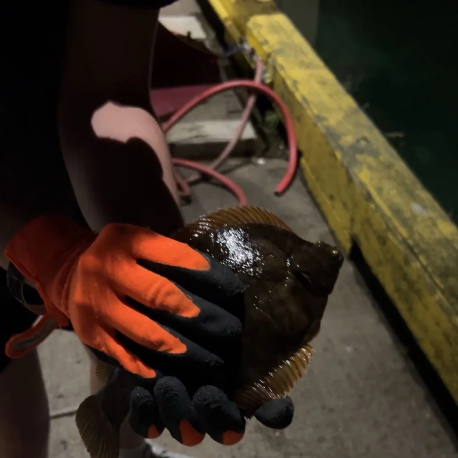 The most recent Winter flounder catches on Fishbrain